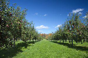 apple orchard